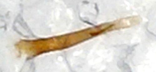 Elachista atricomella